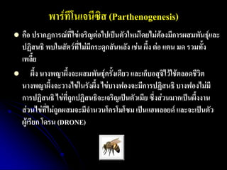 พาร์ทีโนเจนีซิส (Parthenogenesis) 
คือ ปรากฏการณ์ที่ไข่เจริญต่อไปเป็นตัวใหม่โดยไม่ต้องมีการผสมพันธุ์และ ปฏิสนธิ พบในสัตว์ที่ไม่มีกระดูกสันหลัง เช่น ผึ้ง ต่อ แตน มด รวมทั้ง เพลี้ย 
 ผึ้ง นางพญาผึ้งจะผสมพันธุ์ครั้งเดียว และเก็บอสุจิไว้ใช้ตลอดชีวิต นางพญาผึ้งจะวางไข่ในรังผึ้ง ไข่บางฟองจะมีการปฏิสนธิ บางฟองไม่มี การปฏิสนธิ ไข่ที่ถูกปฏิสนธิจะเจริญเป็นตัวเมีย ซึ่งส่วนมากเป็นผึ้งงาน ส่วนไข่ที่ไม่ถูกผสมจะมีจานวนโครโมโซม เป็นแฮพลอยด์ และจะเป็นตัว ผู้เรียก โดรน (DRONE)  