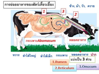 การย่อยอาหารของสัตว์เคี้ยวเอื้อง 
* 
แบ่งเป็น 3 ส่วน 
1 
3 
2 
กระเพาะAbomasum 
หลอดอาหาร  
