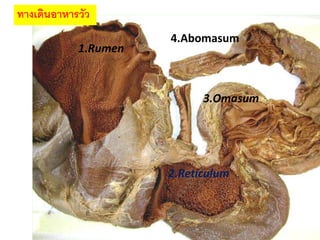 9 
ทางเดินอาหารวัว 
1.Rumen 
2.Reticulum 
3.Omasum 
4.Abomasum  