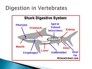 Digestion in Vertebrates
