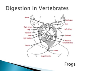 Digestion in VertebratesFrogs