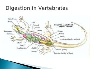 Digestion in Vertebrates