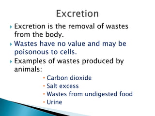 Excretion is the removal of wastes from the body. Wastes have no value and may be poisonous to cells.Examples of wastes produced by animals:Carbon dioxideSalt excessWastes from undigested foodUrineExcretion