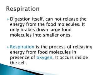Digestion itself, can not release the energy from the food molecules. It only brakes down large food molecules into smaller ones.Respiration is the process of releasing energy from food molecules in presence of oxygen. It occurs inside the cell.Respiration