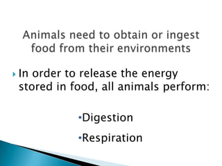 Animals need to obtain or ingest food from their environmentsIn order to release the energy stored in food, all animals perform:Digestion
