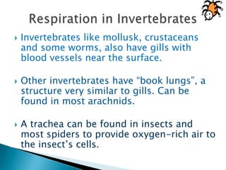Respiration in InvertebratesRespiration occurs by diffusion.Example of some invertebrates:Flatworms and Round wormssegmented wormsSnails SlugsThis is the reason why they need to stay in moist environments.Respiration in InvertebratesInvertebrates like mollusk, crustaceans and some worms, also have gills with blood vessels near the surface.Other invertebrates have “book lungs”, a structure very similar to gills. Can be found in most arachnids.A trachea can be found in insects and most spiders to provide oxygen-rich air to the insect’s cells.