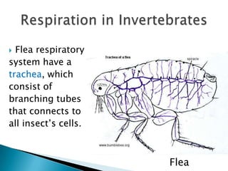 Flea respiratorysystem have atrachea, whichconsist ofbranching tubesthat connects to all insect’s cells.Respiration in InvertebratesFlea