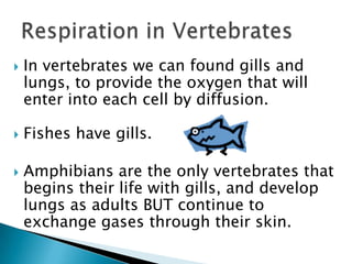 In vertebrates we can found gills and lungs, to provide the oxygen that will enter into each cell by diffusion.Fishes have gills.Amphibians are the only vertebrates that begins their life with gills, and develop lungs as adults BUT continue to exchange gases through their skin.Respiration in Vertebrates