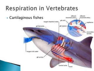Cartilaginous fishesRespiration in Vertebrates