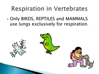 Only BIRDS, REPTILES and MAMMALS use lungs exclusively for respiration. Respiration in Vertebrates