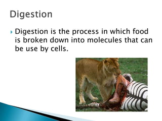 RespirationDigestion is the process in which food is broken down into molecules that can be use by cells.Digestion