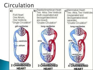 Circulation