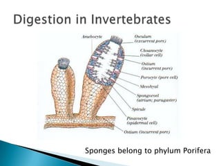 Digestion in InvertebratesSponges belong to phylum Porifera