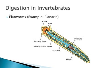 Flatworms (Example: Planaria)Digestion in Invertebrates