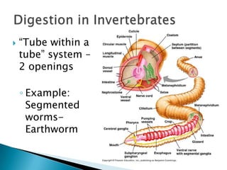 “Tube within a tube” system – 2 openingsExample: Segmented worms-EarthwormDigestion in Invertebrates