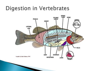 Digestion in Vertebrates