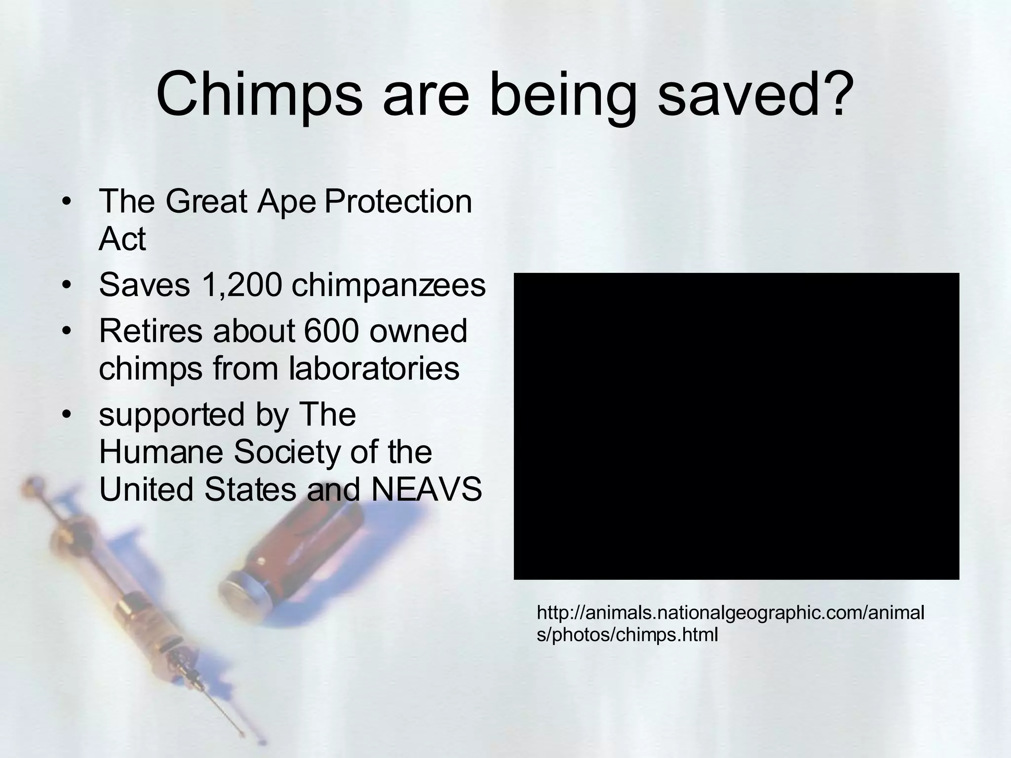 Chimps are being saved? The Great Ape Protection Act Saves 1,200 chimpanzees  Retires about 600 owned chimps from laboratories supported by The Humane Society of the United States and NEAVS http://animals.nationalgeographic.com/animals/photos/chimps.html 