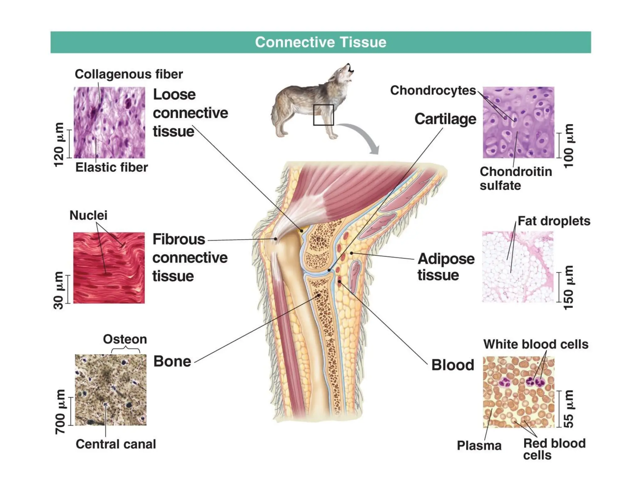 Animal Tissue Organ System powerpoint.pdf