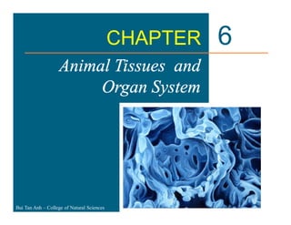 CHAPTER 6
6
Animal Tissues and
Organ System
Bui Tan Anh – College of Natural Sciences
 