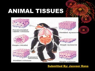 ANIMAL TISSUES
Submitted By: Jasveer Rana
 