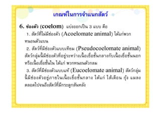 เกณฑ์ในการจําแนกสัตว์
6. ช่องตัว (coelom) แบ่งออกเป็ น 3 แบบ คือ
   1. สัตว์ทีไม่มีช่องตัว (Acoelomate animal) ได้แก่พวก
  หนอนตัวแบน
   2. สัตว์ทีมีช่องตัวแบบเที ยม (Pseudocoelomate animal)
  สัตว์กลุ่มนี มีช่องตัวที อยู่ระหว่างเนื อเยือชันกลางกับเนื อเยือชันนอก
  หรือเนื อเยือชันใน ได้แก่ พวกหนอนตัวกลม
   3. สัตว์ทีมีช่องตัวแบบแท้ (Eucoelomate animal) สัตว์กลุ่ม
  นี มี ช่ อ งตั ว อยู่ ภ ายในเนื อ เยื อชั นกลาง ได้แ ก่ ไส้เ ดื อ น กุ ้ง แมลง
  ตลอดไปจนถึงสัตว์ทีมีกระดูกสันหลัง
 