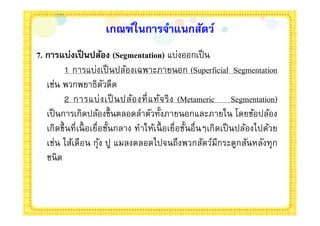 เกณฑ์ในการจําแนกสัตว์
7. การแบ่งเป็ นปล้อง (Segmentation) แบ่งออกเป็ น
         1 การแบ่งเป็ นปล้องเฉพาะภายนอก (Superficial Segmentation
   เช่น พวกพยาธิตวตืด  ั
         2 การแบ่ ง เป็ นปล้อ งที แท้จ ริ ง (Metameric Segmentation)
   เป็ นการเกิดปล้องขึนตลอดลําตัวทังภายนอกและภายใน โดยข้อปล้อง
   เกิดขึนที เนื อเยือชันกลาง ทําให้เนื อเยือชันอืนๆเกิดเป็ นปล้องไปด้วย
   เช่น ไส้เดือน กุ ง ปู แมลงตลอดไปจนถึงพวกสัตว์มีกระดูกสันหลังทุ ก
                     ้
   ชนิ ด
 