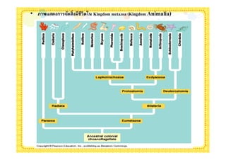 • ภาพแสดงการจัดสิงมีชีวิตใน Kingdom metazoa (Kingdom Animalia)
 