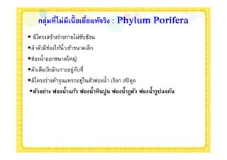 กลุ่มทีไม่มีเนือเยือแท้จริง : Phylum Porifera
• มีโครงสร้างร่างกายไม่ซบซ้อน
                           ั
•ลําตัวมีช่องให้นําเข้าขนาดเล็ก
•ช่องนําออกขนาดใหญ่
•ตัวเต็มวัยมักเกาะอยูกบที
                       ่ ั
•มีโครงร่างค้าจุนแทรกอยูในตัวฟองนํา เรียก สปิ คุล
                             ่
•ตัวอย่าง ฟองนําแก้ว ฟองนําหินปูน ฟองนําถูตว ฟองนํารูปแจกัน
                                                 ั
 