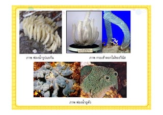ภาพ ฟองนํารูปแจกัน               ภาพ กระเช้าดอกไม้ของวีนัส




                     ภาพ ฟองนําถูตว
                                  ั
 
