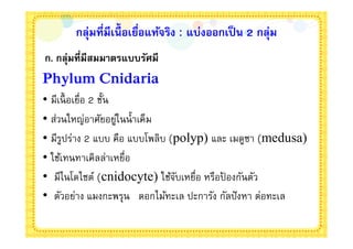 กลุ่มทีมีเนือเยือแท้จริง : แบ่งออกเป็ น 2 กลุ่ม
ก. กลุ่มทีมีสมมาตรแบบรัศมี
Phylum Cnidaria
• มีเนื อเยือ 2 ชัน
• ส่วนใหญ่อาศัยอยูในนําเค็ม
                    ่
• มีรปร่าง 2 แบบ คือ แบบโพลิบ (polyp) และ เมดูซา (medusa)
      ู
• ใช้เทนทาเคิลล่าเหยือ
• มีไนโดไซต์ (cnidocyte) ใช้จบเหยือ หรือปองกันตัว
                               ั         ้
• ตัวอย่าง แมงกะพรุน ดอกไม้ทะเล ปะการัง กัลปั งหา ต่อทะเล
 