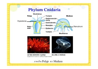 Phylum Cnidaria




  ภาพ ซ้าย Polyp ขวา Medusa
 