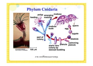 Phylum Cnidaria




    ภาพ วงจรชีวิตของแมงกระพรุน
 