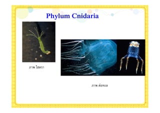 Phylum Cnidaria




ภาพ ไฮดรา


                        ภาพ ต่อทะล
 