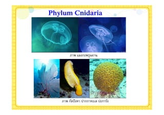 Phylum Cnidaria




        ภาพ แมงกะพรุนจาน




   ภาพ กัลปั งหา ปากกาทะเล ปะการัง
 