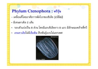 Phylum Ctenophora : หวีวุน
                         ้
- เคลือนทีโดยอาศัยการพัดโบกของชิเลีย (cilia)
- มีเทนตาเคิล 2 เส้น
- รอบตัวแบ่งเป็ น 8 ส่วน โดยมีแถบชิเลียยาว 8 แถว มีลกษณะคล้ายชีหวี
                                                    ั
- เทนทาเคิลไม่มเข็มพิษ สืบพันธุแบบไม่แยกเพศ
                 ี             ์
 