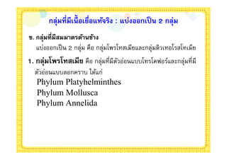 กลุ่มทีมีเนือเยือแท้จริง : แบ่งออกเป็ น 2 กลุ่ม
ข. กลุ่มทีมีสมมาตรด้านข้าง
   แบ่งออกเป็ น 2 กลุ่ม คือ กลุ่มโพรโทสเมียและกลุ่มดิวเทอโรสโทเมีย
1. กลุ่มโพรโทสเมีย คือ กลุ่มทีมีตวอ่อนแบบโทรโคฟอร์และกลุ่มทีมี
                                 ั
  ตัวอ่อนแบบลอกคราบ ได้แก่
  Phylum Platyhelminthes
   Phylum Mollusca
   Phylum Annelida
 