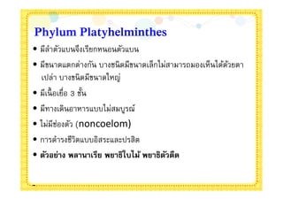 Phylum Platyhelminthes
• มีลาตัวแบนจึงเรียกหนอนตัวแบน
     ํ
• มีขนาดแตกต่างกัน บางชนิ ดมีขนาดเล็กไม่สามารถมองเห็นได้ดวยตา
                                                         ้
  เปล่า บางขนิ ดมีขนาดใหญ่
• มีเนื อเยือ 3 ชัน
• มีทางเดินอาหารแบบไม่สมบูรณ์
• ไม่มีช่องตัว (noncoelom)
• การดํารงชีวิตแบบอิสระและปรสิต
• ตัวอย่าง พลานาเรีย พยาธิใบไม้ พยาธิตวตืด
                                       ั

-
 