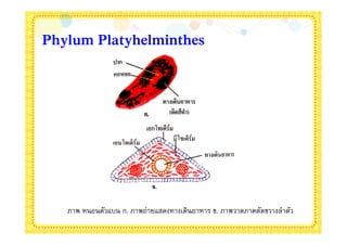 Phylum Platyhelminthes




   ภาพ หนอนตัวแบน ก. ภาพถ่ายแสดงทางเดินอาหาร ข. ภาพวาดภาคตัดขวางลําตัว
 