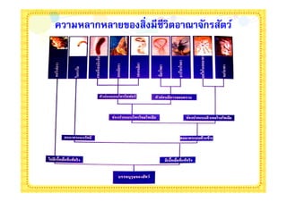 ความหลากหลายของสิงมีชีวิตอาณาจักรสัตว์
 