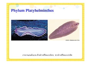 Phylum Platyhelminthes




     ภาพ หนอนตัวแบน ซ้ายดํารงชีวิตแบบอิสระ ขวาดํารงชีวิตแบบปรสิต
 