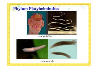 Phylum Platyhelminthes




            ภาพ พยาธิตวตืด
                      ั




               ภาพ พลานาเรีย
 