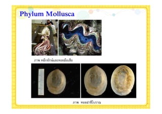Phylum Mollusca




   ภาพ หมึกยักษ์และหอยมือเสือ




                                ภาพ หอยฝาชีโบราณ
 