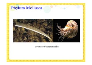 Phylum Mollusca




           ภาพ หอยงาช้างและหอยงวงช้าง
 