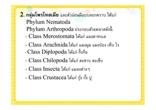 2. กลุ่มโพรโทสเมีย และตัวอ่อนมีแบบลอกคราบ ได้แก่
   Phylum Nematoda
   Phylum Arthropoda ประกอบด้วยคลาสดังนี
  - Class Merostomata ได้แก่ แมงดาทะเล
  - Class Arachnida ได้แก่ แมงมุม แมงป่ อง เห็บ ไร
  - Class Diplopoda ได้แก่ กิงกือ
  - Class Chilopoda ได้แก่ ตะขาบ ตะเข็บ
  - Class Insecta ได้แก่ แมลงต่างๆ
  - Class Crustacea ได้แก่ กุง กัง ปู
                             ้
 