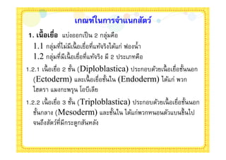 เกณฑ์ในการจําแนกสัตว์
1. เนือเยือ แบ่งออกเป็ น 2 กลุ่มคือ
   1.1 กลุ่มทีไม่มีเนื อเยือทีแท้จริงได้แก่ ฟองนํา
   1.2 กลุ่มทีมีเนื อเยือทีแท้จริง มี 2 ประเภทคือ
1.2.1 เนื อเยือ 2 ชัน (Diploblastica) ประกอบด้วยเนื อเยือชันนอก
   (Ectoderm) และเนื อเยือชันใน (Endoderm) ได้แก่ พวก
   ไฮดรา แมงกะพรุน โอบีเลีย
1.2.2 เนื อเยือ 3 ชัน (Triploblastica) ประกอบด้วยเนื อเยือชันนอก
   ชันกลาง (Mesoderm) และชันใน ได้แก่พวกหนอนตัวแบนขึนไป
   จนถึงสัตว์ทีมีกระดูกสันหลัง
 