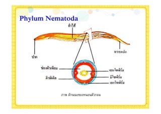 Phylum Nematoda




          ภาพ ลักษณะของหนอนตัวกลม
 