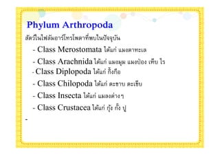 Phylum Arthropoda
สัตว์ในไฟลัมอาร์โทรโพดาทีพบในปั จจุบน
                                    ั
   - Class Merostomata ได้แก่ แมงดาทะเล
   - Class Arachnida ได้แก่ แมงมุม แมงป่ อง เห็บ ไร
   - Class Diplopoda ได้แก่ กิงกือ
   - Class Chilopoda ได้แก่ ตะขาบ ตะเข็บ
   - Class Insecta ได้แก่ แมลงต่างๆ
   - Class Crustacea ได้แก่ กุง กัง ปู
                                 ้
-
 