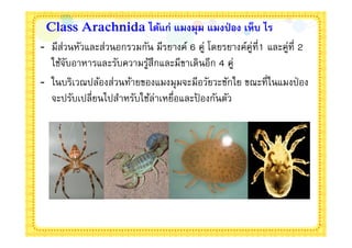 Class Arachnida ได้แก่ แมงมุม แมงป่ อง เห็บ ไร
- มีส่วนหัวและส่วนอกรวมกัน มีรยางค์ 6 คู่ โดยรยางค์คู่ที1 และคู่ที 2
  ใช้จบอาหารและรับความรูสึกและมีขาเดินอีก 4 คู่
       ั                 ้
- ในบริเวณปล้องส่วนท้ายของแมงมุมจะมีอวัยวะชักใย ขณะทีในแมงป่ อง
  จะปรับเปลียนไปสําหรับใช้ล่าเหยือและปองกันตัว
                                      ้
 