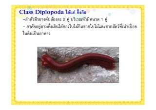 Class Diplopoda ได้แก่ กิงกือ
 -ลําตัวมีรยางค์ปล้องละ 2 คู่ บริเวณหัวมีหนวด 1 คู่
 - อาศัยอยูตามพืนดินใต้กองใบไม้กินซากใบไม้และซากสัตว์ทีเน่ าเปื อย
            ่
 ในดินเป็ นอาหาร
 