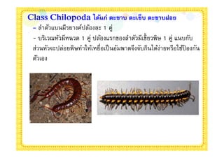 Class Chilopoda ได้แก่ ตะขาบ ตะเข็บ ตะขาบฝอย
 - ลําตัวแบนมีรยางค์ปล้องละ 1 คู่
 - บริเวณหัวมีหนวด 1 คู่ ปล้องแรกของลําตัวมีเขียวพิษ 1 คู่ แนบกับ
 ส่วนหัวจะปล่อยพิษทําให้เหยือเป็ นอัมพาตจึงจับกินได้ง่ายหรือใช้ปองกัน
                                                                ้
 ตัวเอง
 